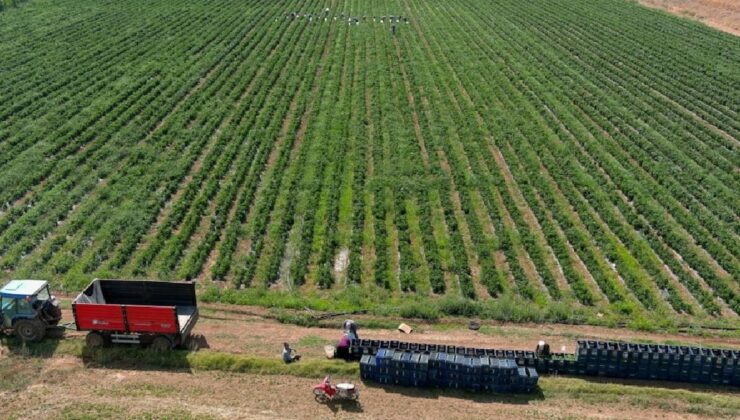 Kuru tarımda rekolte düşüşü ve fiyat baskısı: 700 lira sınırına giden süreç